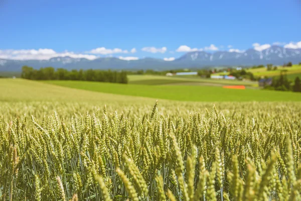 Árpa mező farm és hegyi háttér Stock Kép