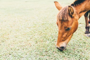 Mini at sıyrık çayır üzerinde