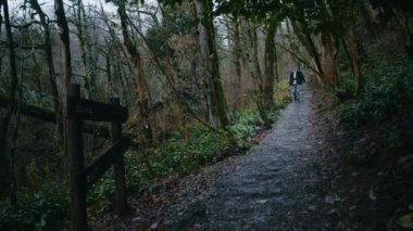 Ormanda gezgin, ormanda gezgin.