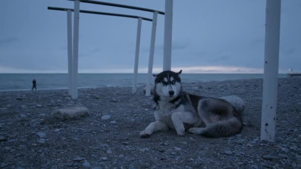 Söt stor Malamute hund vid soluppgången på stranden — Stockvideo