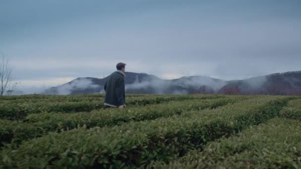 Giovane ragazzo alto camminare sulla piantagione di tè e toccare le foglie — Video Stock