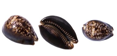 deniz kabuğu beyaz üzerine izole