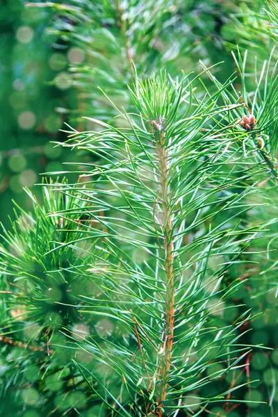 Green pine needles — Stock Photo, Image