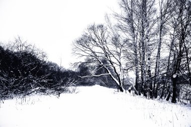 Kış orman manzarası