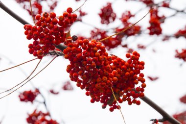 Kırmızı üvez. Rowan ağacı berry yakın çekim
