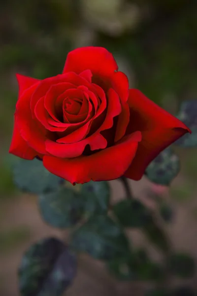 One red rose — Stock Photo, Image