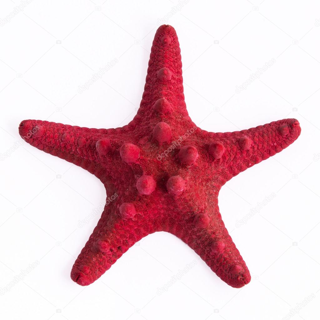 The red starfish isolated on white background.