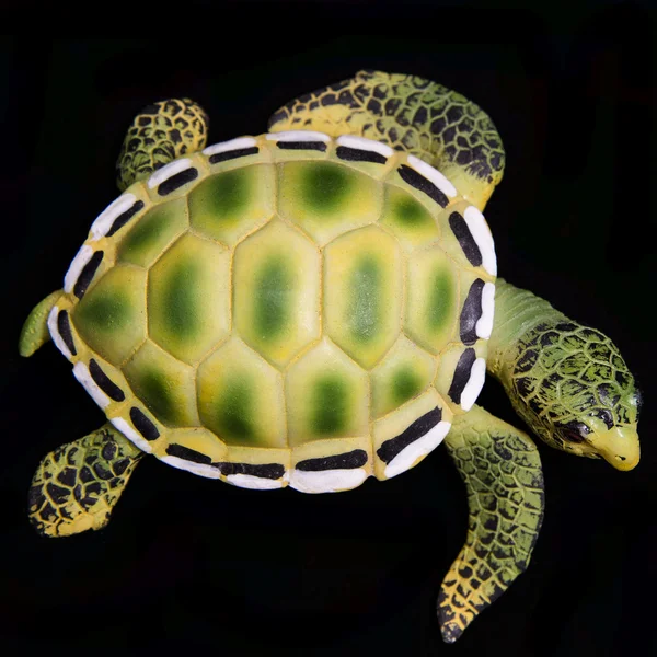 Gros plan de la tortue — Photo