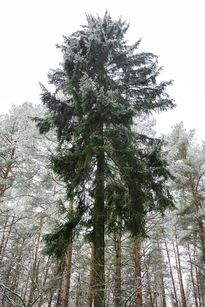 Abeto solitário na floresta de pinheiros de inverno — Fotografia de Stock