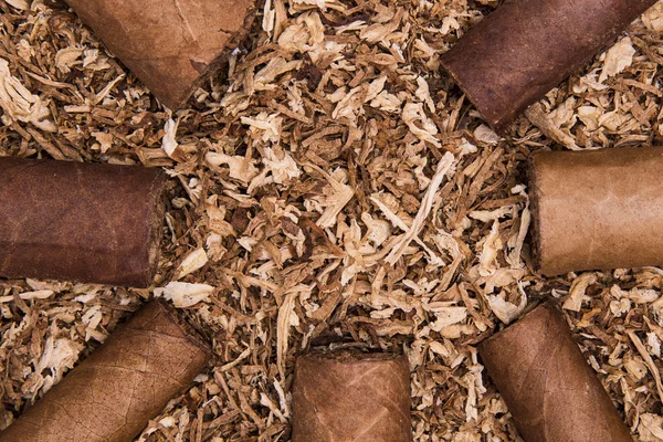 Кубинські сигари на фоні тютюну — стокове фото