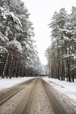 Karla kaplı donmuş ormanda yol