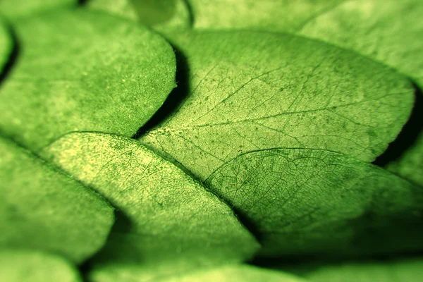 Makro tle zielonych liści — Zdjęcie stockowe