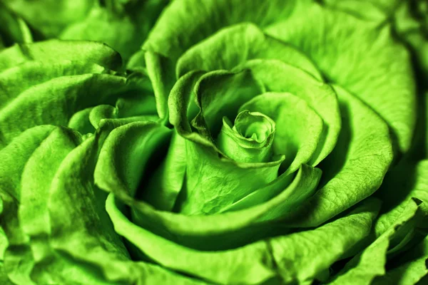 Close up of green rose — Stock Photo, Image