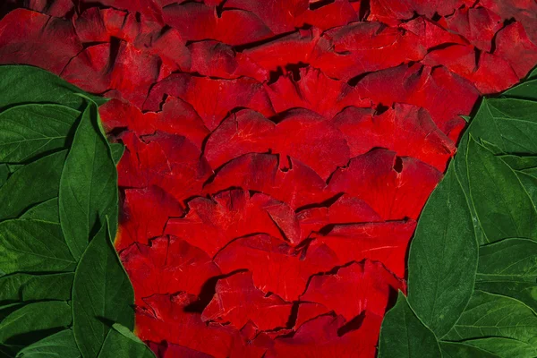 Red rose petals and green leaves background — Stock Photo, Image