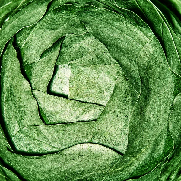 Zielone liście streszczenie tło — Zdjęcie stockowe