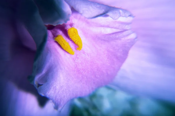 Pollen in a purple flower. macro — Stock Photo, Image