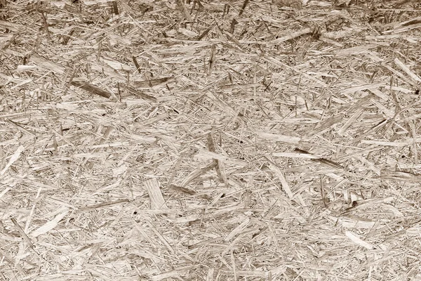 The pressed tree sawdust texture — Stock Photo, Image