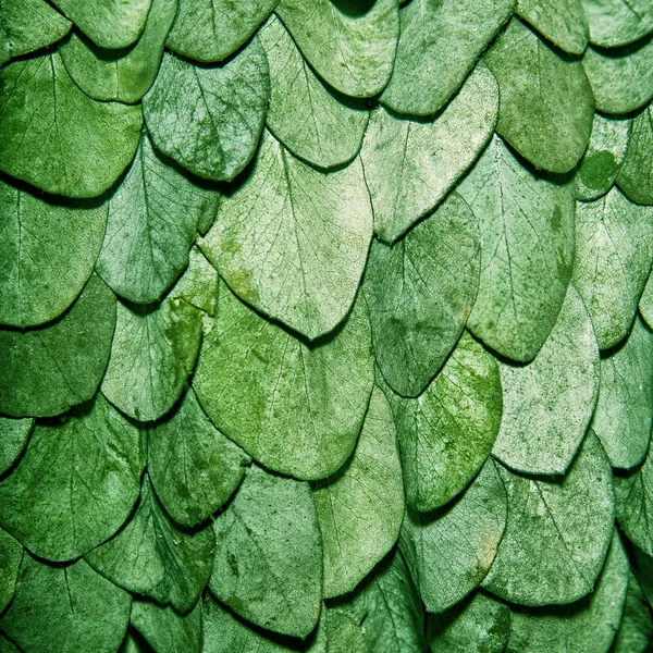 Fundo de folhas verde na forma de escalas de uma cobra — Fotografia de Stock