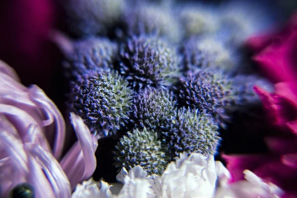 Schoonheid samenstelling van bloem — Stockfoto
