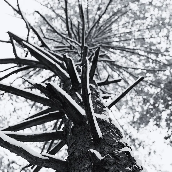 View of a tree from below up — Stock Photo, Image