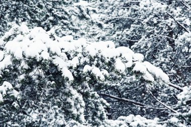 Karla kaplı bir orman ağacı