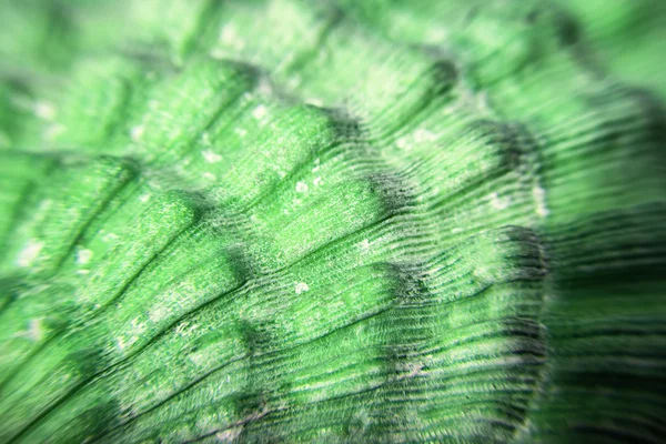 Macro de textura de concha de mar verde — Foto de Stock