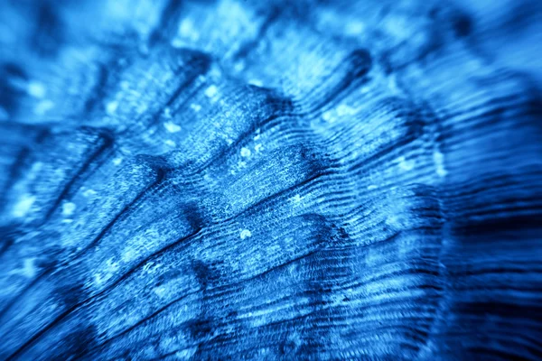Macro de textura azul cáscara del mar — Foto de Stock