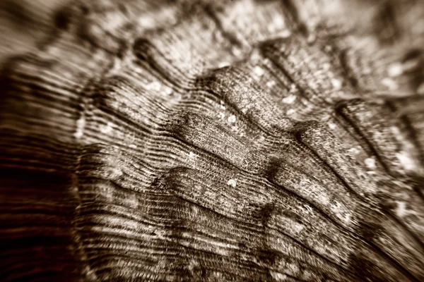 Macro of Sea shell texture — Stock Photo, Image