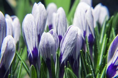 Makro güzellik kapalı Iridaceae