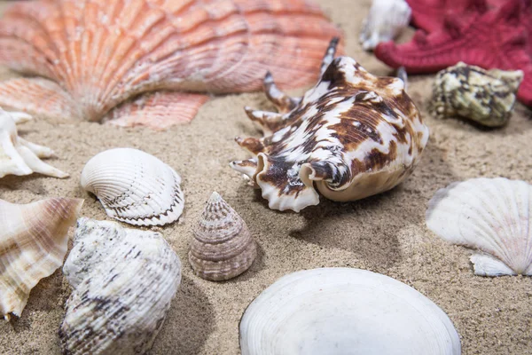 多くの海の貝殻やヒトデ — ストック写真