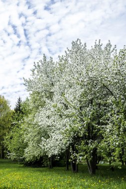 çiçekli elma ağaçlarının