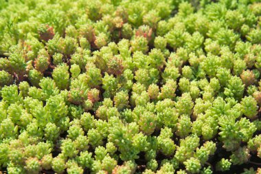 Makro etli bitkiler.