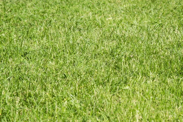 Natural lawn grass — Stock Photo, Image