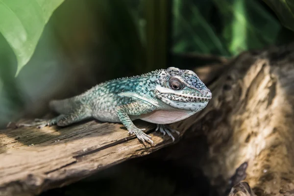 Green Lizard — Stock Photo, Image