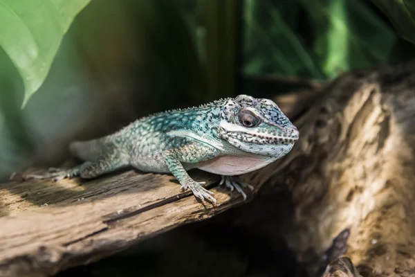 Lagarto verde —  Fotos de Stock