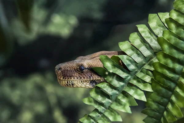 Serpiente —  Fotos de Stock