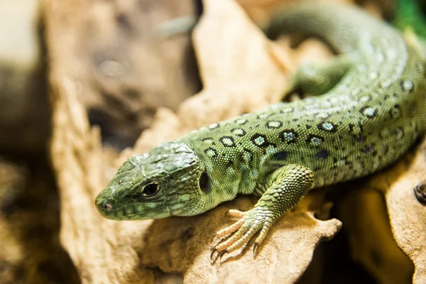 Green Lizard — Stock Photo, Image