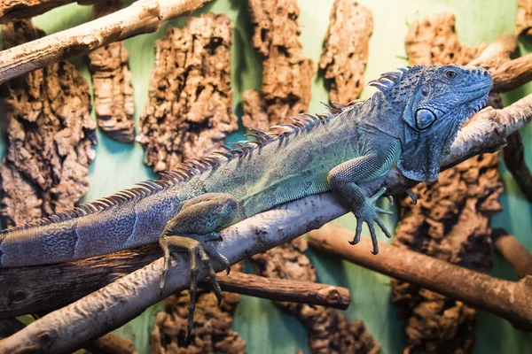 Lagarto verde — Foto de Stock