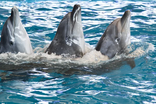 Delfines — Foto de Stock