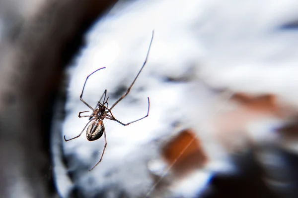 Araña en una tela de araña —  Fotos de Stock