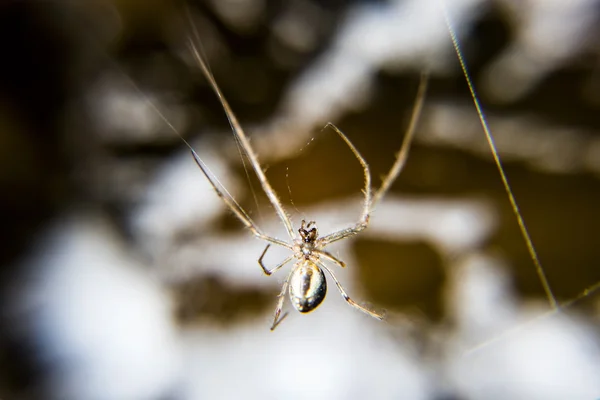 Павук на павутині — стокове фото