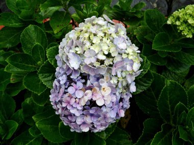 WHITE NATURAL BOUQUET , JULY 23 , AUSTRALIA