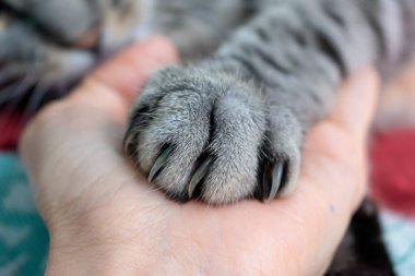 Şirin pofuduk kedi pençesi. Evcil hayvanla arkadaşlık. Gri çizgili kedi. Pençeli pençe. Hayvanların refahı