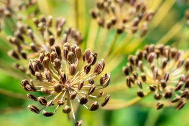 Parlak yeşil arka planda Dill tohumları. Yaz zamanı. Çiçek mevsimi. Hasat et. Soda. Seçici odaklanma. Yakın çekim..