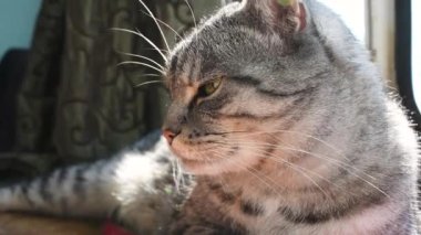 Güzel gri tekir kedi yalan söyler, dinler ve güneşte uyuyakalır. Sevimli hayvan. Kedi bıyığı ve ağızlık. Evcil hayvan.. 