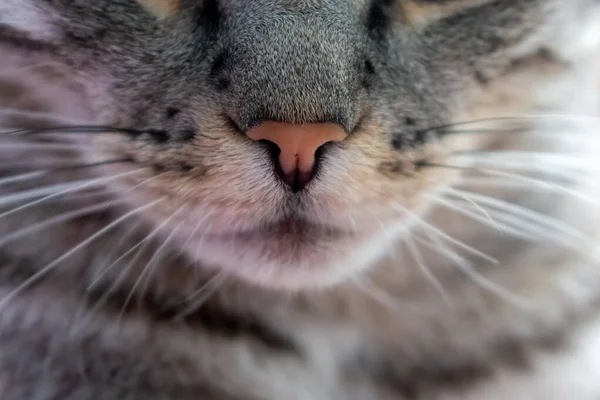 Gri bir kedi portresi. Kedi bıyıkları ve burnu. Sevimli hayvan. Kedilerin yüzü..