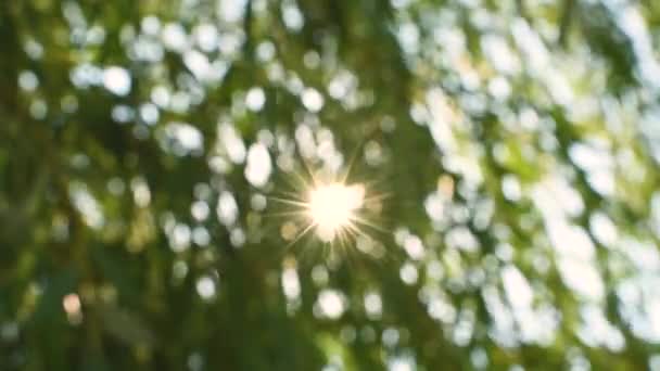 Zamazane zielone liście wierzby kołyszące się w tle słonecznego nieba. Tylne światło. Naturalny wzór zieleni — Wideo stockowe