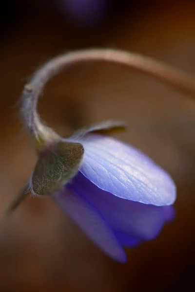 Baharda Yabani Bir Çiçek — Stok fotoğraf