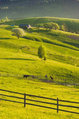 Karpat yeşil bahar valley