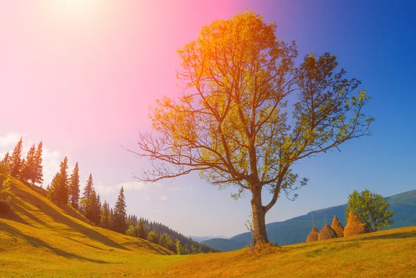 Большой дуб в Карпатской горной долине — стоковое фото